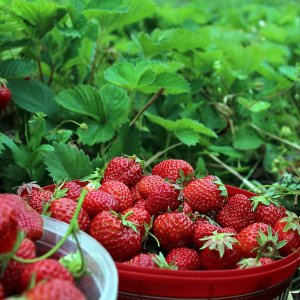 Jahoda (Fragaria x ananassa) ´SELVA´ stálorodiaca - multipaletka 10 ks